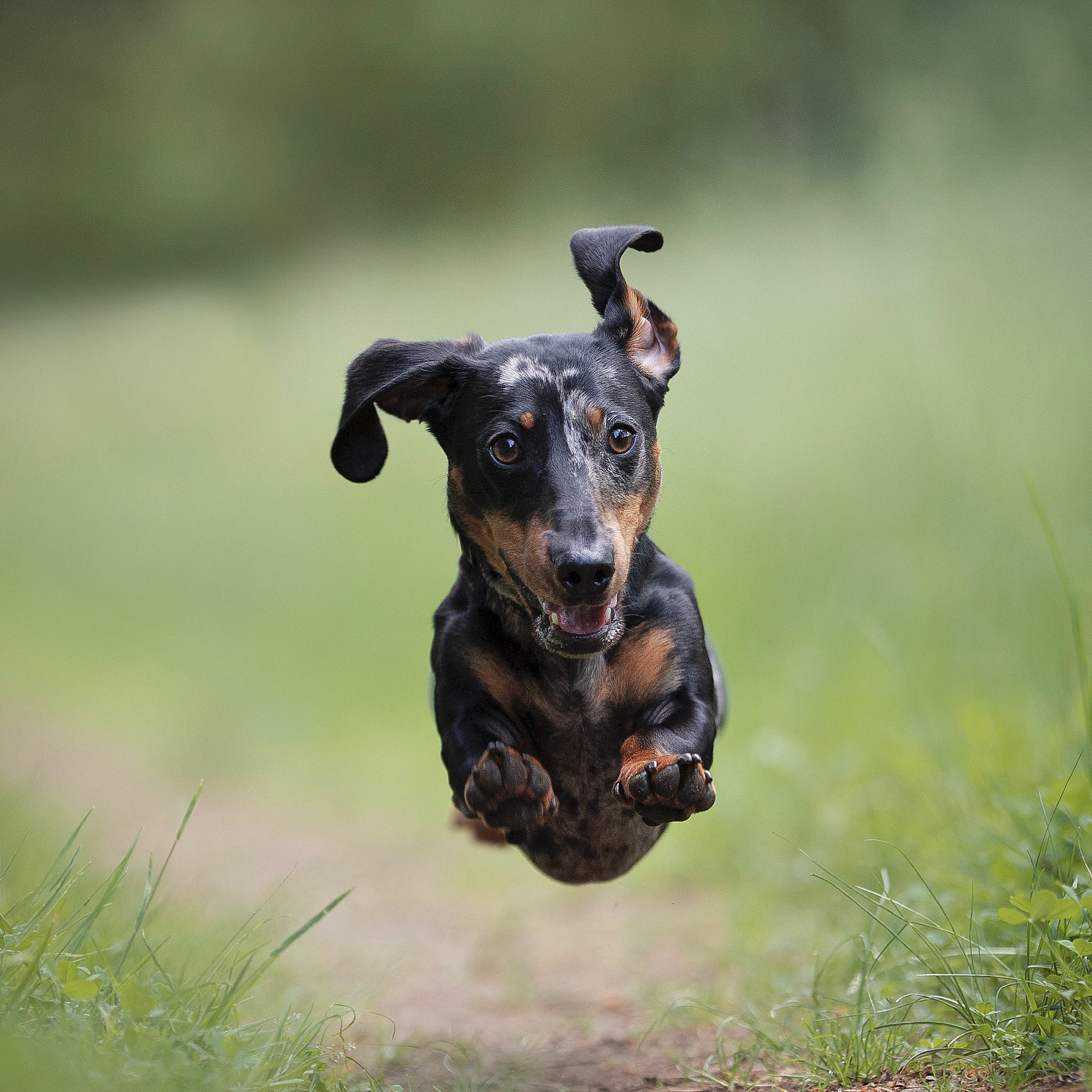 happy-sausage dog-runs-on-a-green-grassy-trail